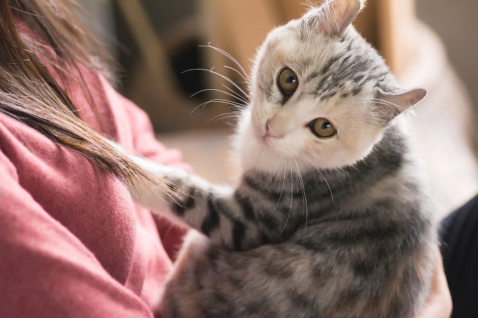 だっこされる猫
