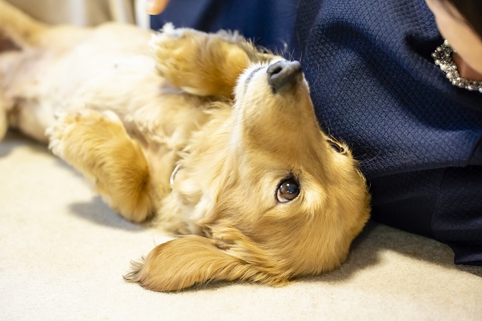 寝転ぶ犬
