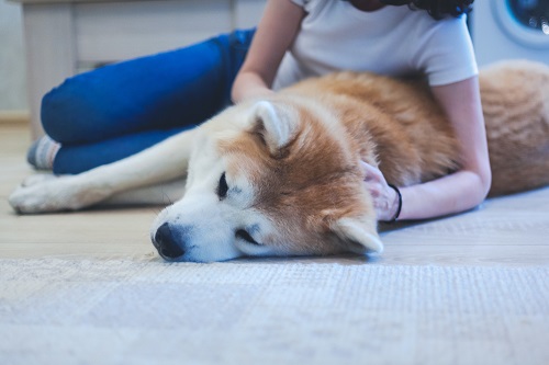 犬に触れる人